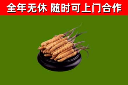 宁河区烟酒回收冬虫夏草.jpg